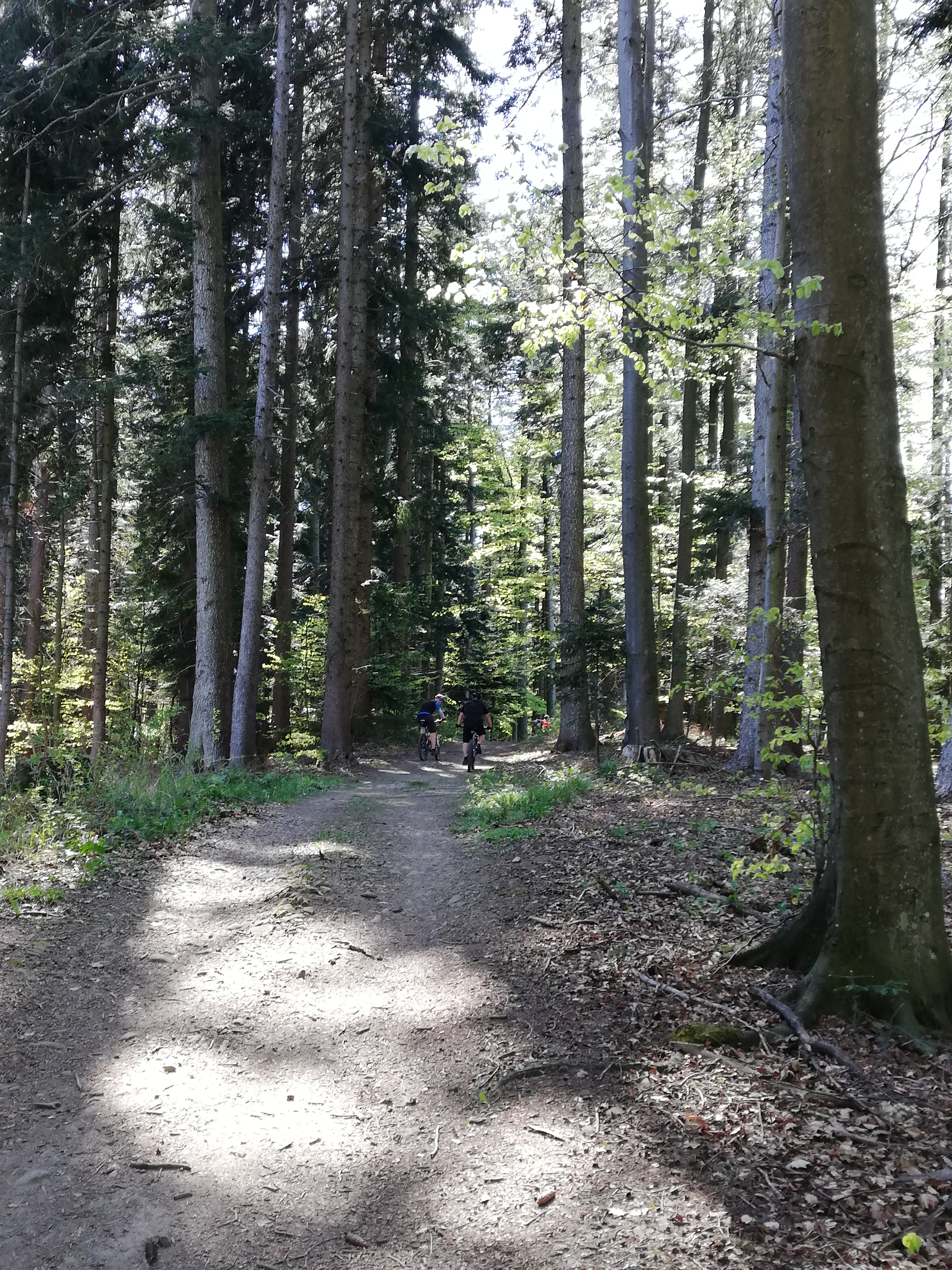 Wilhelmsburg