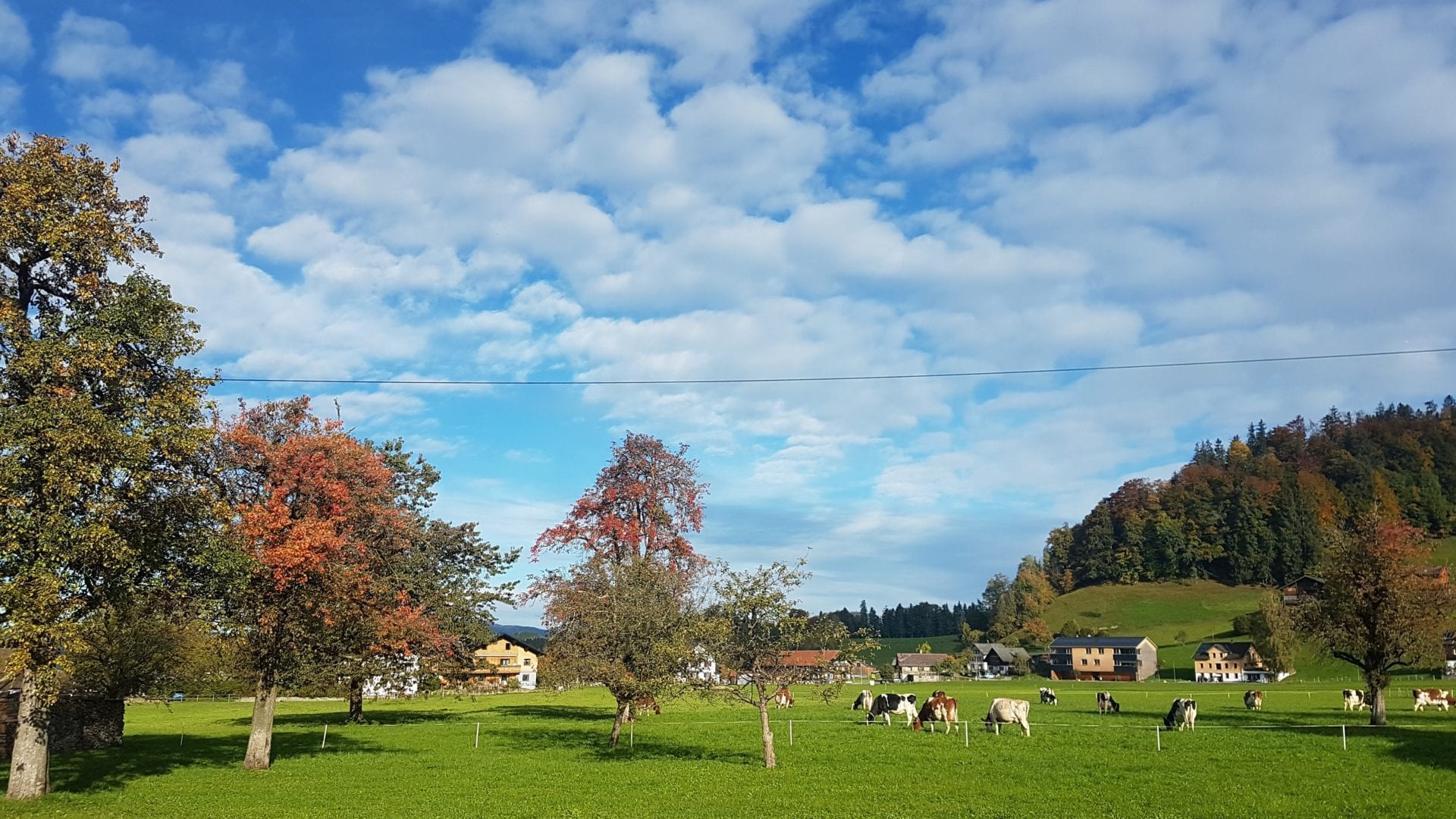 Lingenau