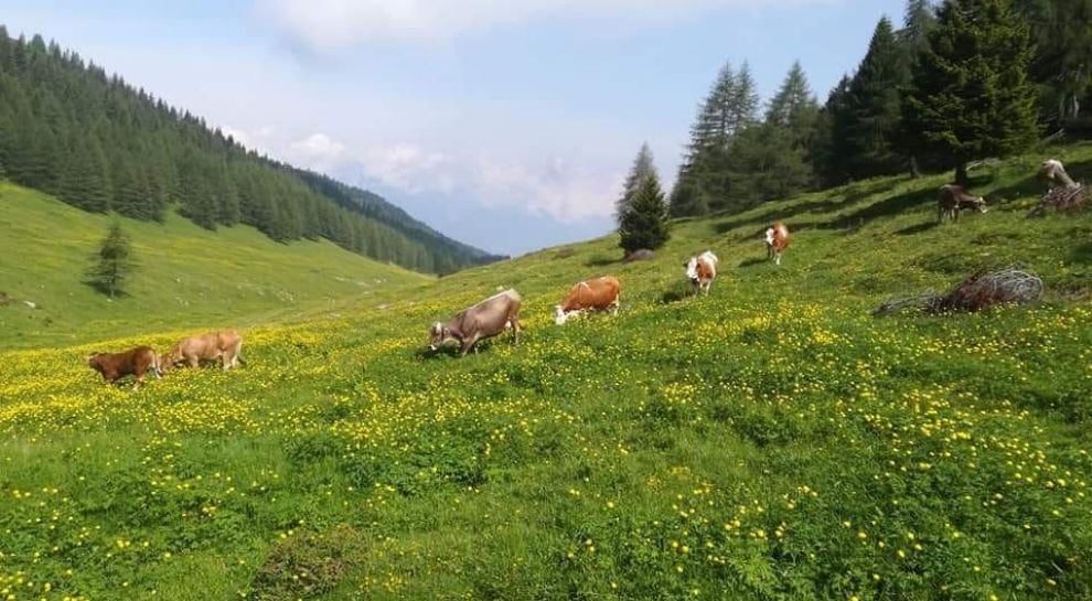 Malga Zocchi