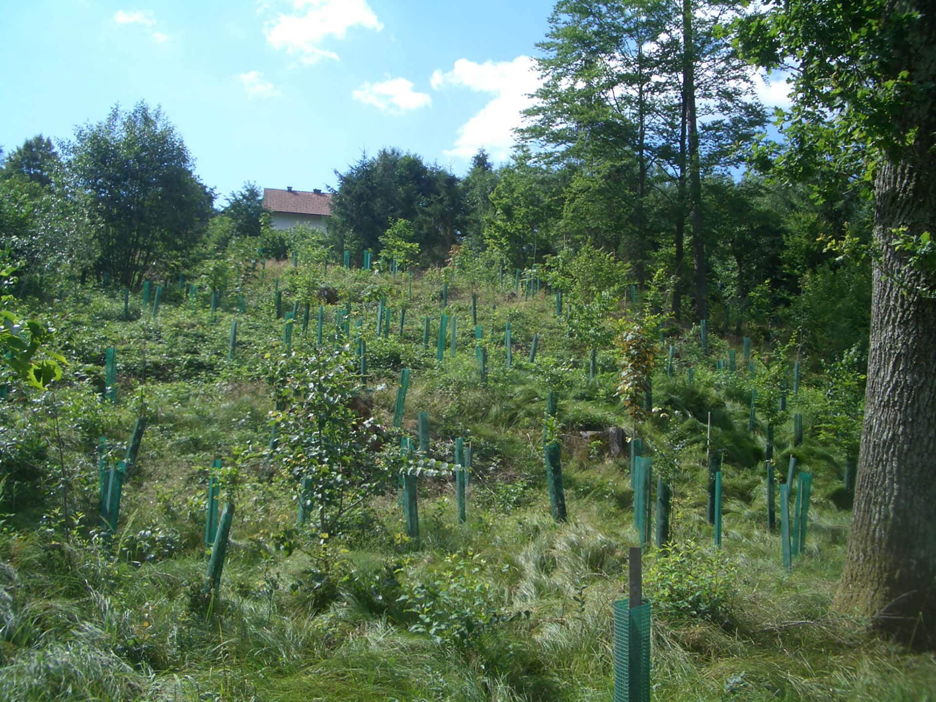 Waldökologiemaßnahme Bürgerwald Gemeinde Pöllau