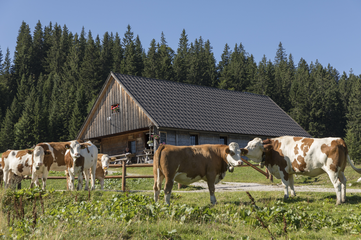 Almhütte Feldwiesalm (geöffnet während Almbetrieb)