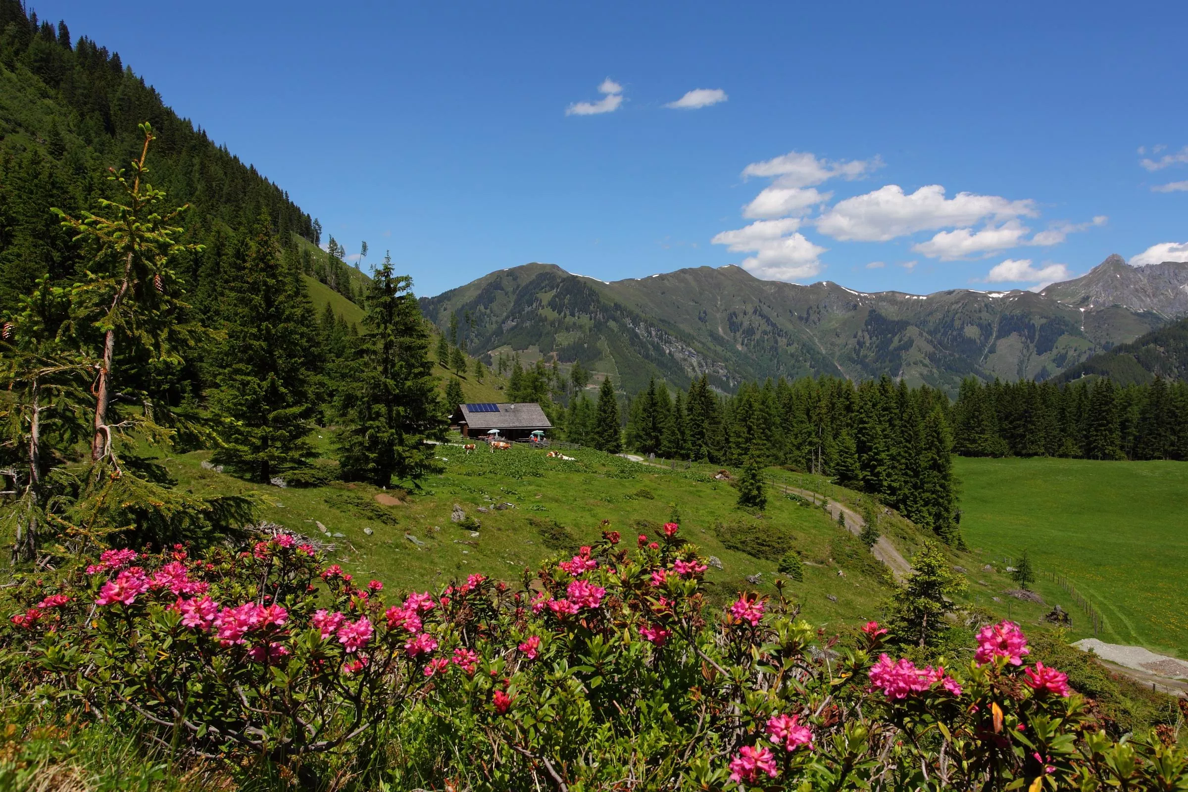 Hirschgrubenalm, 1.564 m