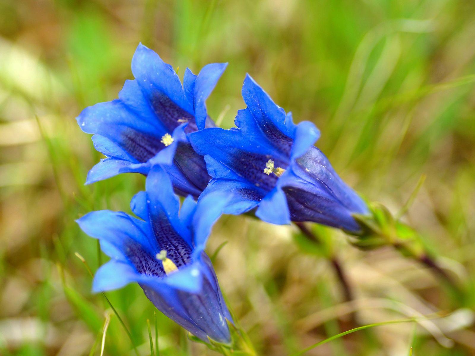 Giardino Botanico Delle Alpi Orientali- Riserva Naturale Integrale