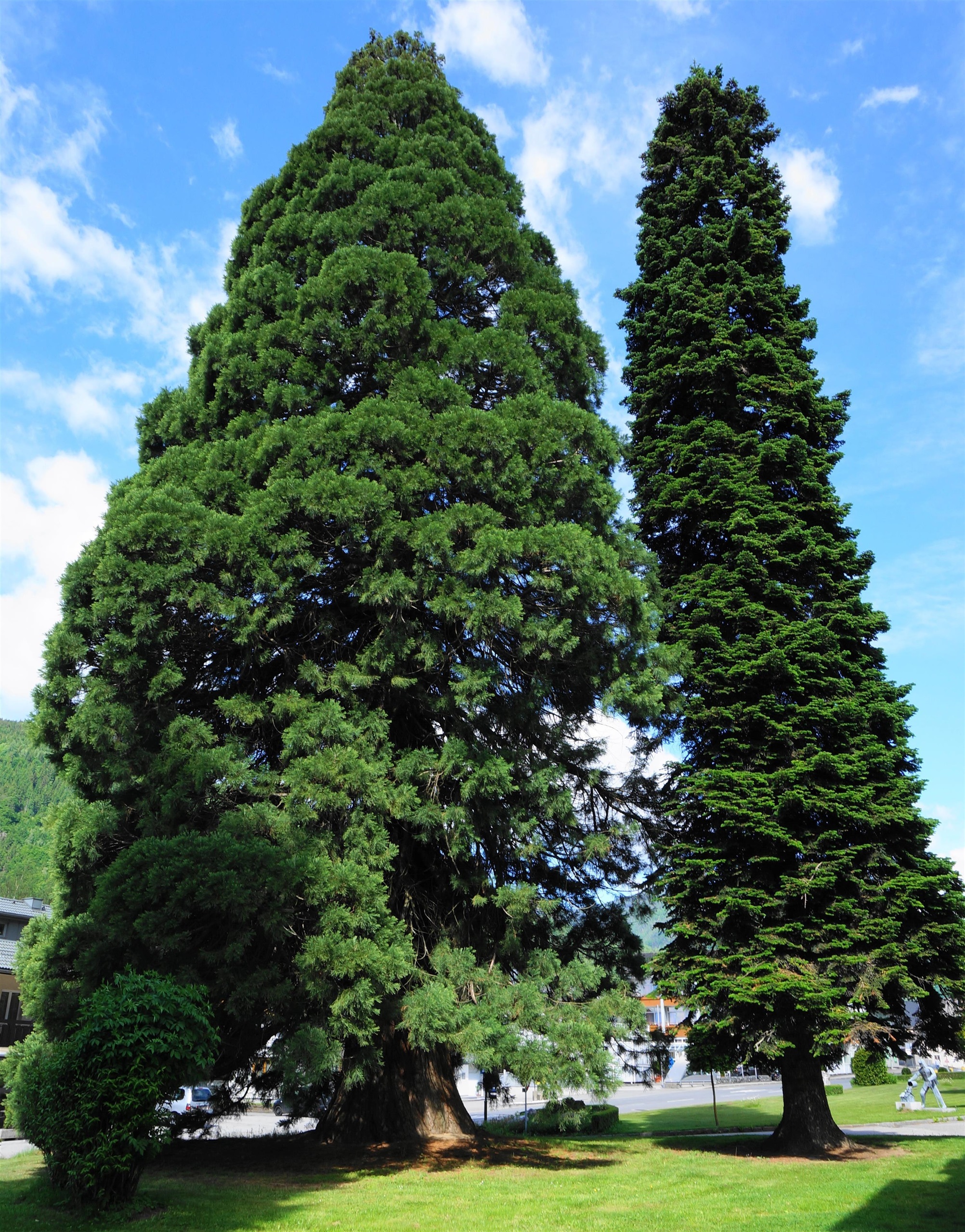 Der Riesenmammutbaum von Treffen
