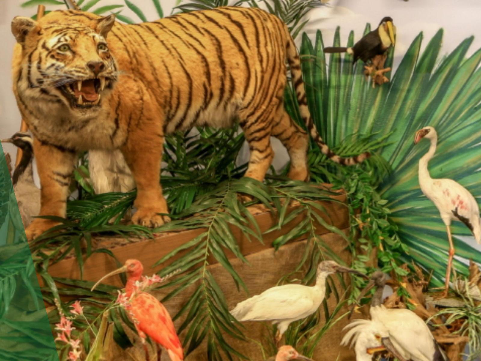 Salzkammergut Tierweltmuseum