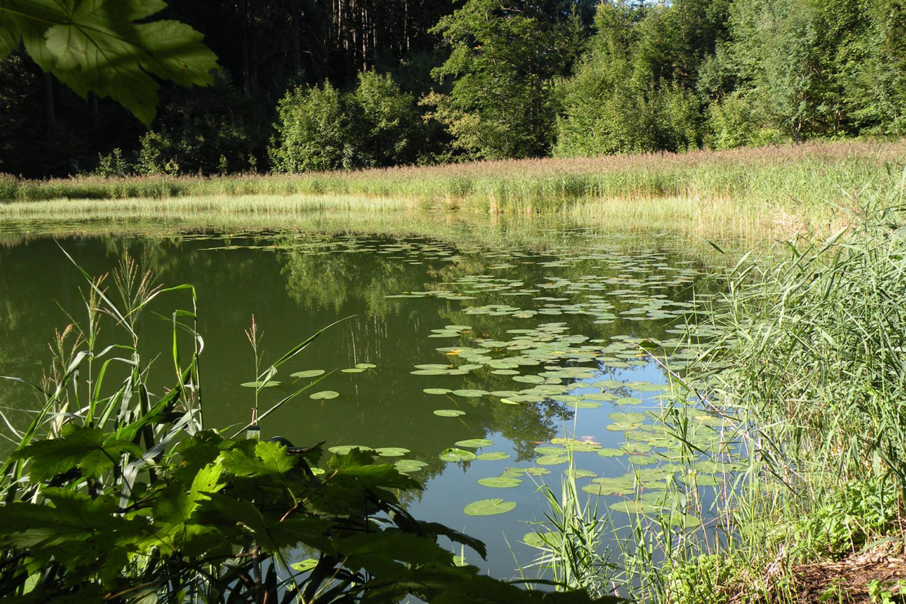 Filblingsee