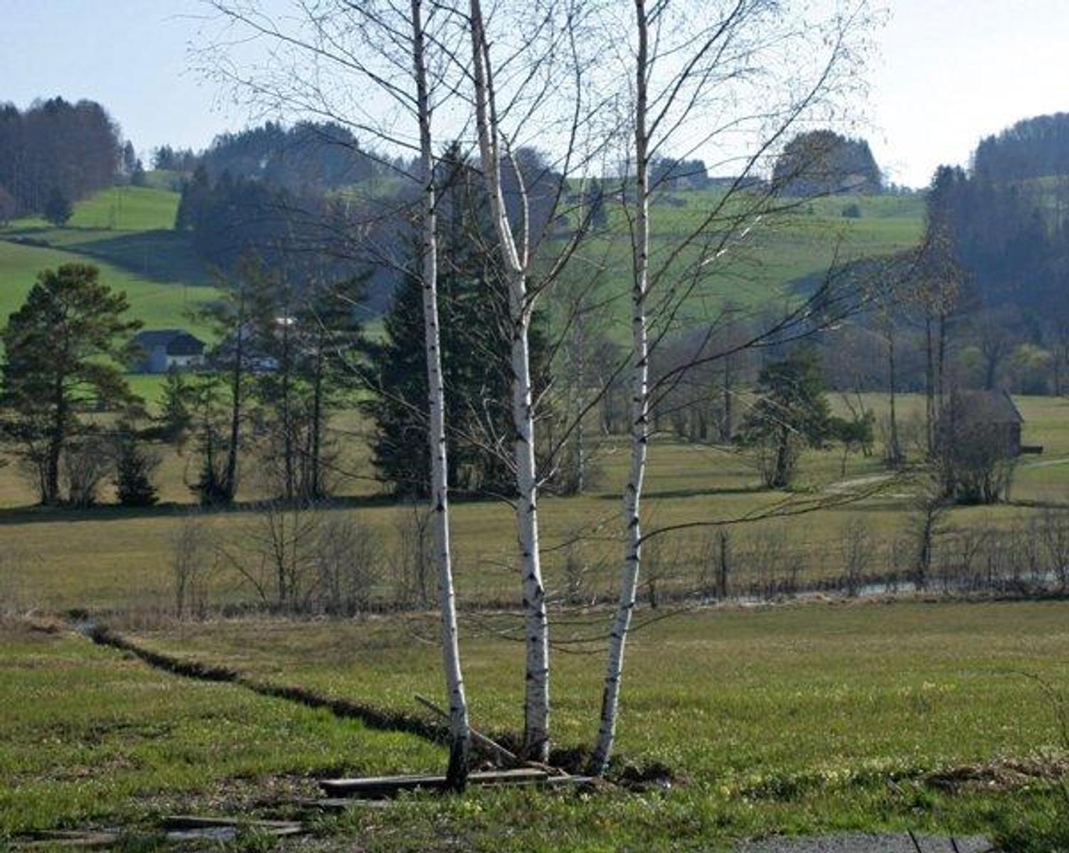 Ostseite Moor