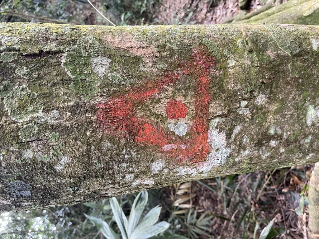 游立嘉